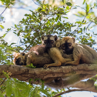 Kirindy - Red-fronted brown lemurs